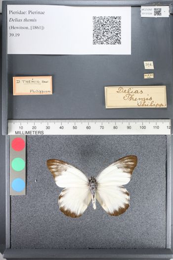 Media type: image;   Entomology 131534